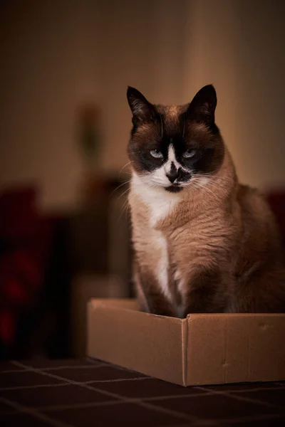 Bir Kedi Oynuyor Yemek Odasındaki Bir Masada Karton Bir Kutunun — Stok fotoğraf
