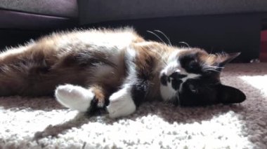 Bir kar ayakkabısı kedi statik çekim halı üzerinde yatıyor, o kameraya bakıyor