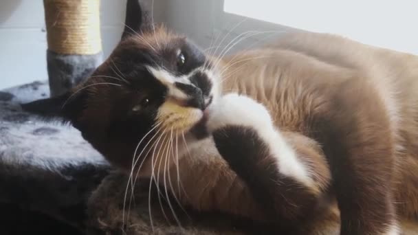 Sněžnice Kočka Olizuje Své Tlapky Její Kočičí Strom Kuchyni Denním — Stock video