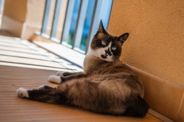 Evcil kar ayakkabısı kedisi teras katına bakıyor ve dinleniyor. Mavi gözleri ve beyaz pençeleri var..