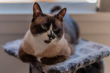 Aktivite ağacında dinlenen kar ayakkabısı kedisine yaklaş. Arkasındaki pencereden ışık geliyor..