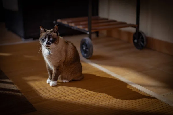 床に影が投影され テラスに座っている国内のスノーシュー猫 彼女は青い目と白い足を持っている — ストック写真