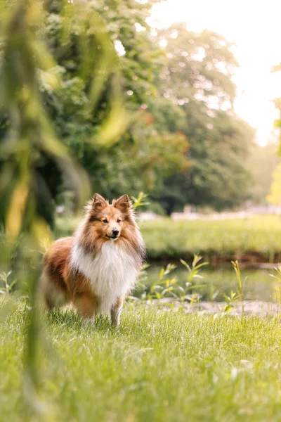 Sheltie na primavera — Fotografia de Stock