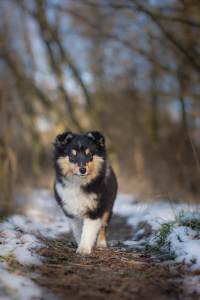 Sheltie puppy in winter — Stock Photo, Image