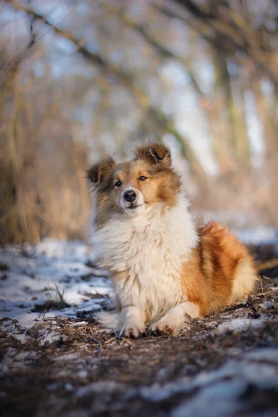 Waiting sheltie — Stock Photo, Image