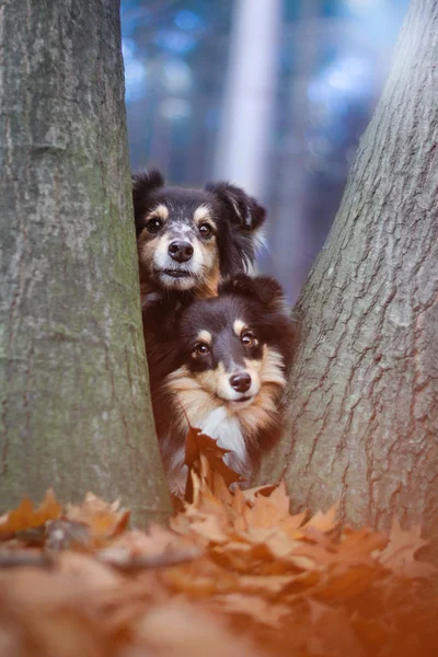 Shelties behind tree — Stock Photo, Image