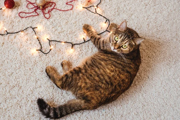 Brown cat play near the Christmas garland, decorations on floor. Christmas holidays and new year concept. Top view, cat look into camera.