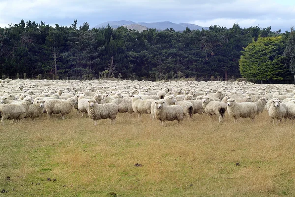 न्यूजीलैंड-भेड़ों — स्टॉक फ़ोटो, इमेज