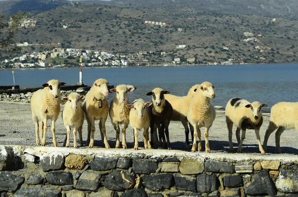 Grecia, Isla de Creta —  Fotos de Stock