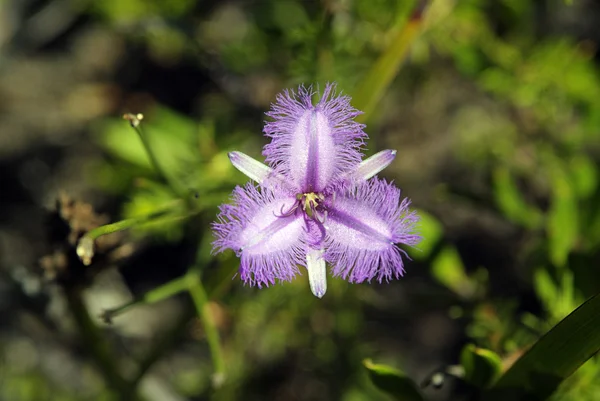 Australia, botanika, kwiat — Zdjęcie stockowe