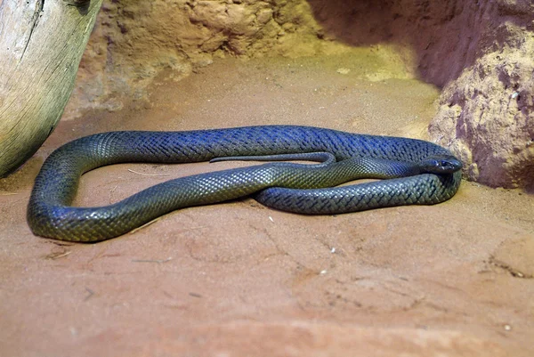 Australie, Zoologie, serpent — Photo