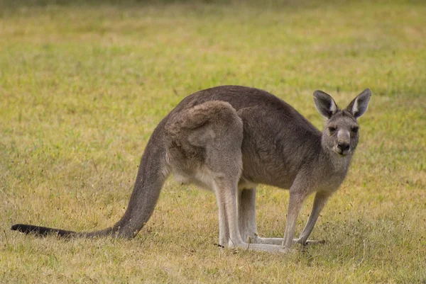Ausztrália, állattan, állat — Stock Fotó