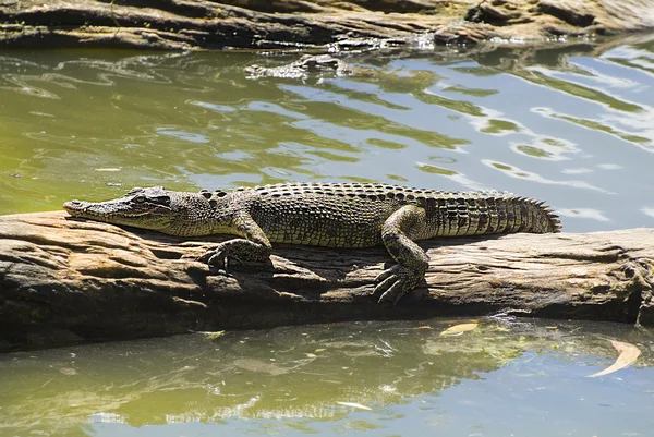 Austrálie, zoologie, zvíře — Stock fotografie