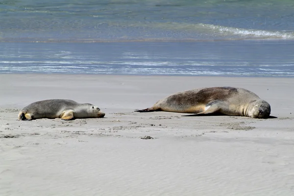 Australia - Kangaroo Island — Stock Photo, Image