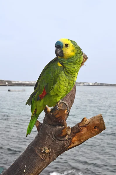 Spain, Canary Island, Zoology — Stock Photo, Image