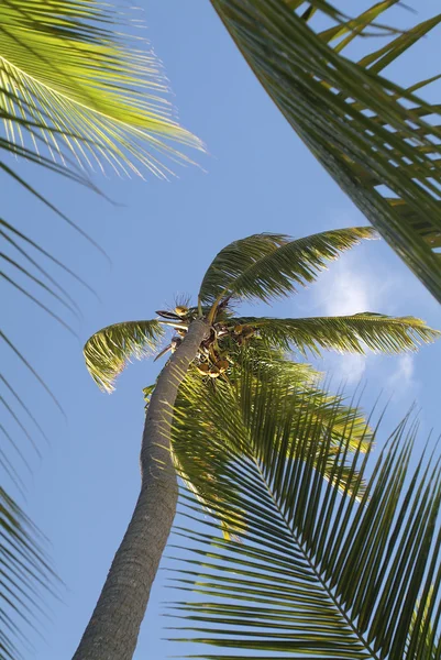 Fiji eiland, plantkunde — Stockfoto