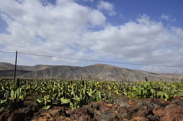 Spanien, Kanarische Insel, — Stockfoto