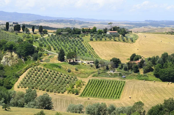 Italia, Toscana, agricultura — Foto de Stock