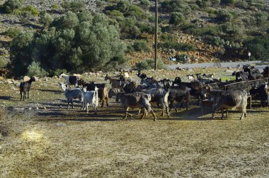 Yunanistan, Girit Adası