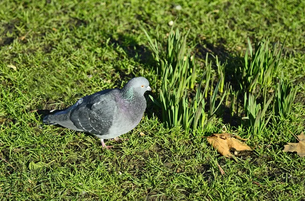 Royaume-Uni, Londres, Zoologie — Photo