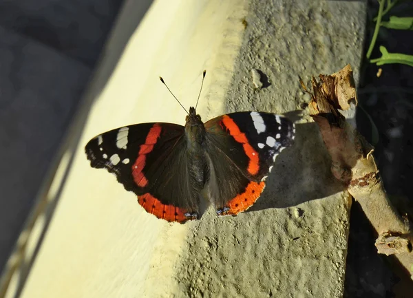 Grécia, Zoologia, insecto — Fotografia de Stock