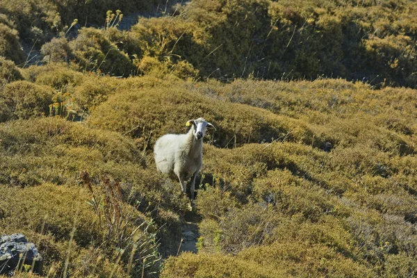 Griekenland, Lemnos eiland aka Limnos — Stockfoto