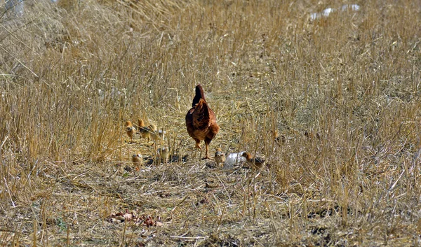 Griechenland, Zoologie, Tier — Stockfoto