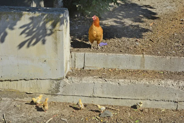 Griechenland, Insel Lemnos, Zoologie — Stockfoto