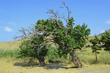 Yunanistan, Lemnos Adası