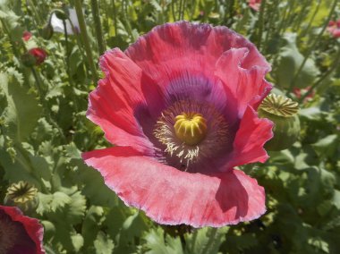 Avusturya, tarım, çiçekler