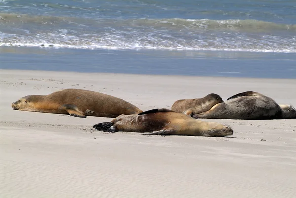 Australia, Pulau Kanguru, zoologi — Stok Foto