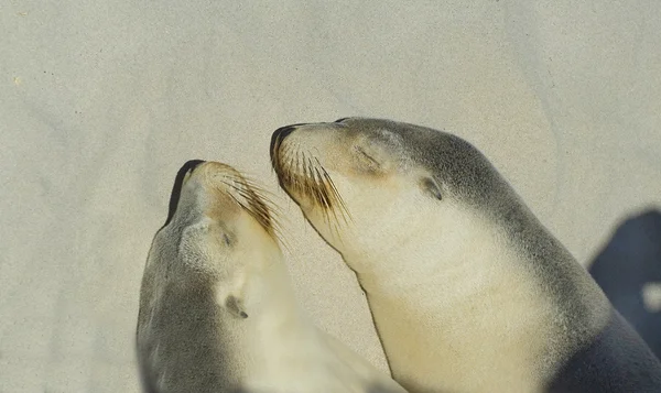 Australia, Zoology, seal — Stock Photo, Image