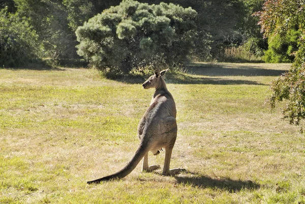 Ausztrália, állattan, kenguru — Stock Fotó
