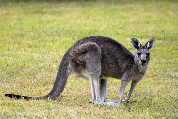 Australia, Zoologi, Kangguru — Stok Foto