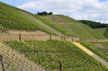 Almanya, Ahrweiler, şarap işleme