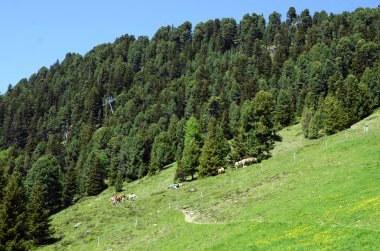 Avusturya, doğa, botanik