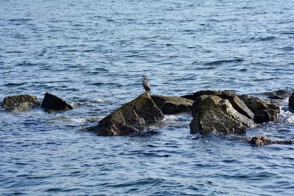 Kroatië, Istrië, zoölogie — Stockfoto