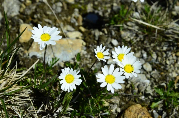 Avusturya, doğa, botanik — Stok fotoğraf