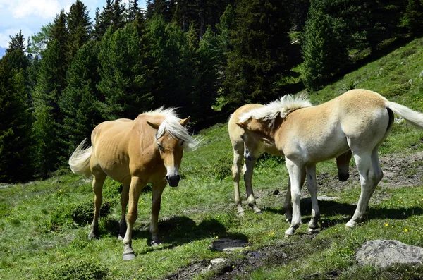 Áustria, Tirol, Cavalos — Fotografia de Stock