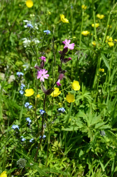 Avusturya, botanik, çiçek — Stok fotoğraf