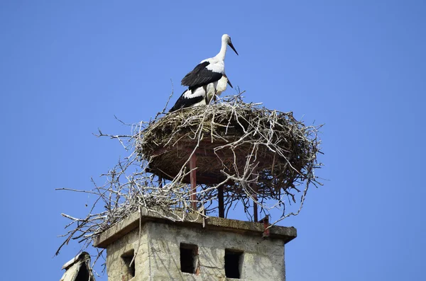 Zoology, Storknest on roof — Stock Photo, Image