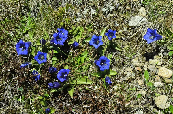 Avusturya, Tyrol, centiyana — Stok fotoğraf