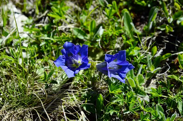Avusturya, botanik, Alpin bitki — Stok fotoğraf