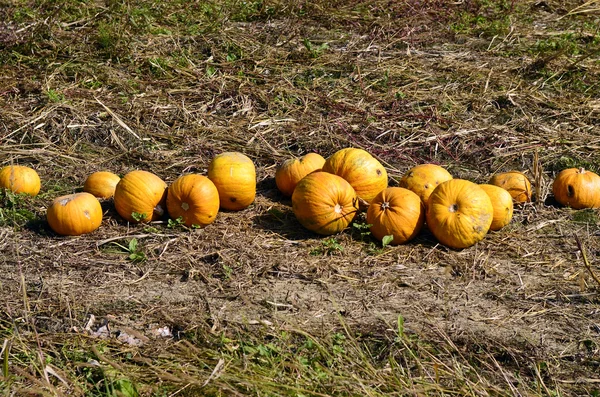 Austria, pumpkin field — Stock Photo, Image