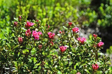 Avusturya, botanik, alp çiçek