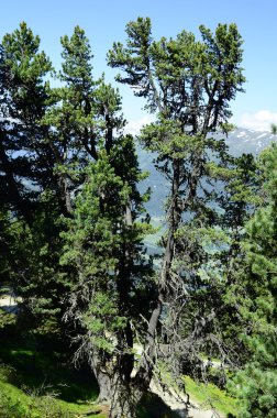 Avusturya, Tyrol, iğne yapraklılar