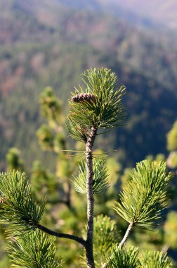 Avusturya, siyah bir çam ağacının iğneleri ve konileri