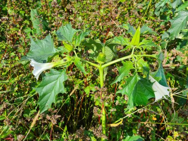 Dikenli Elma son derece zehirli bir bitkidir. Genellikle yol kenarlarında ot olarak bulunur.