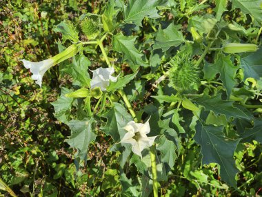 Karabatak tarlasında bulunan Dikenli Elma, genellikle yol kenarlarında bir ot olarak bilinen son derece zehirli bir bitkidir.