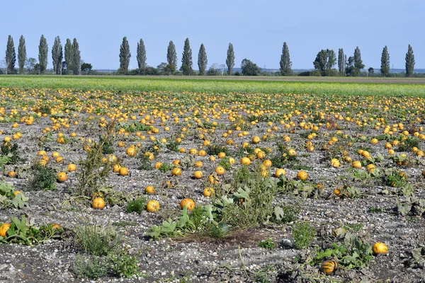 Österreich Feld Mit Reifen Kürbissen Und Feld Mit Blühendem Buchweizen — Stockfoto